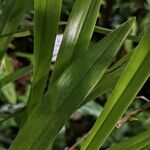 Oncidium sphacelatum Leaf