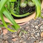 Albuca bracteata List