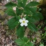 Ranunculus aconitifolius 花
