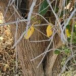 Cordia myxa Bark