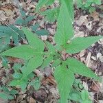 Tacca leontopetaloides Leaf