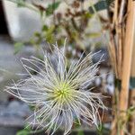 Clematis mauritiana Other