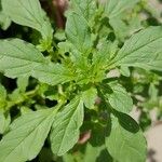 Amaranthus albus Folla