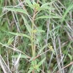 Euphorbia davidii Hábito