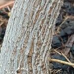 Ficus pertusa Bark