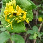 Lonicera hirsuta Floare