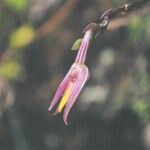 Bulbophyllum comptonii फल