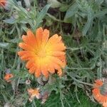 Calendula suffruticosa Blüte