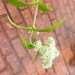Eupatorium perfoliatum Flor