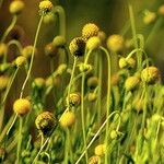 Helenium aromaticum Fiore