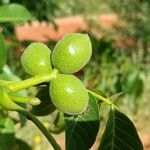 Juglans regiaVili