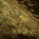 Krigia dandelion Habitus