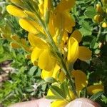 Genista canariensis Outro
