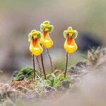 Calceolaria uniflora Λουλούδι