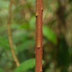 Pycnobotrya nitida Φλοιός