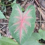 Caladium humboldtii List