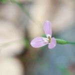 Canscora diffusa Flor