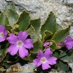 Primula daonensis Habit