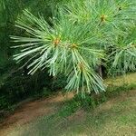 Pinus strobus Folha