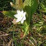 Lysimachia europaea Blad