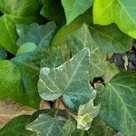 Hedera canariensis List