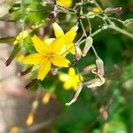 Lactuca muralis Flower