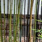 Phyllostachys aureosulcata Kůra