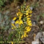 Ulex baeticus