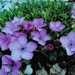 Dianthus microlepis Habitus