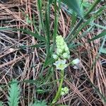 Toxicoscordion fremontii Flower