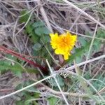 Taraxacum braun-blanquetii Flower