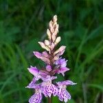 Dactylorhiza fuchsii Virág