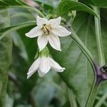 Capsicum annuum Кветка