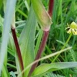 Tragopogon pratensis List