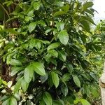 Garcinia mangostana Leaf