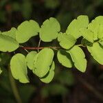 Porophyllum punctatum Leaf