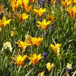 Crocus angustifolius Flower