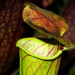 Sarracenia flava Folha