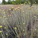 Helichrysum saxatile Hábito