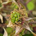 Rubus scaber Fruit
