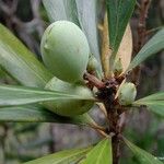 Garnieria spathulifolia Fruit