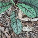 Hieracium venosum Leaf