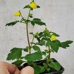 Calceolaria tripartita Yeri