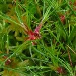 Juncus bulbosus Leaf