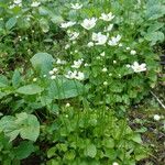 Parnassia fimbriata Leaf