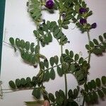 Vicia segetalis برگ