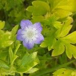 Nemophila phacelioides Цвят