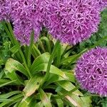 Allium giganteum Hábito