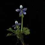 Anemonastrum obtusilobum موطن