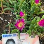 Delosperma sutherlandii花